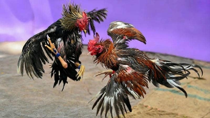 Mách bạn bí quyết chơi tại đá gà 12BET thắng đậm