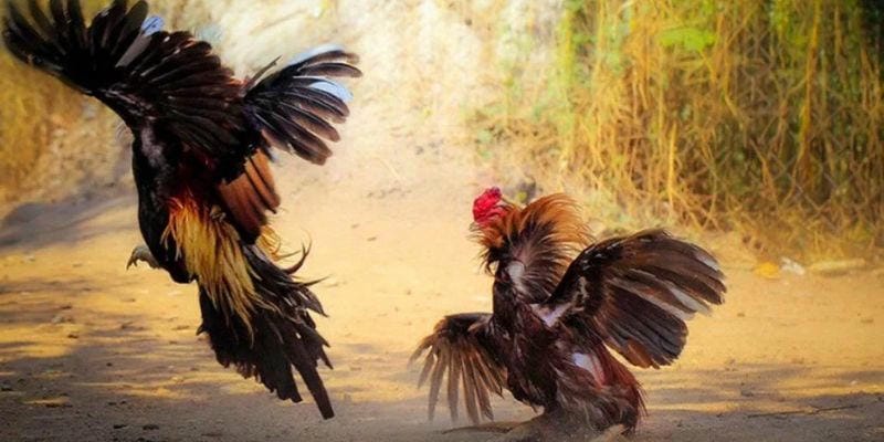 Tổng hợp ưu điểm hội tụ tại sảnh đá gà 12BET